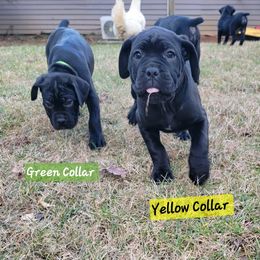 Cane Corso Puppies from Hardradas Dynasty Cane Corso