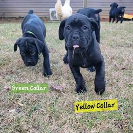 Cane Corso Puppies from Hardradas Dynasty Cane Corso