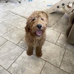 Star - Red  female Goldendoodle puppy in Sugarcreek, Ohio from True Hearted Doodles