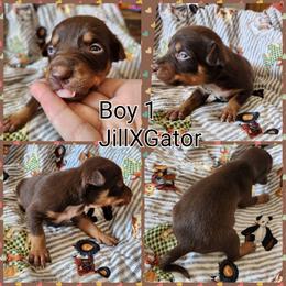 Boy 1 - Red and tan male Australian Kelpie puppy in Bradford, Arkansas from Cedar Rock Heelers and Kelpies