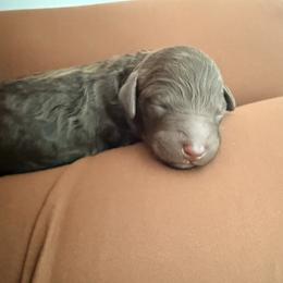 Kiara - Yellow Band Girl - Brown female Poodle puppy in Plainfield, New Jersey from Caris Paws Poodles and Labradoodles