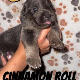 Cinnamon Roll - Blue male German Shepherd puppy in Fort Jennings, Ohio from Von Holtzapple German shepherds