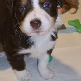 Hattie - Red tri-color female Australian Shepherd puppy in Harrodsburg, Kentucky from Triple M Aussies
