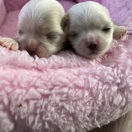 Maltese Puppies from Prime Malteses