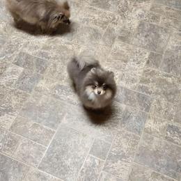 Duo - Lavender male Pomeranian puppy in Meherrin, Virginia from Traveling Poms