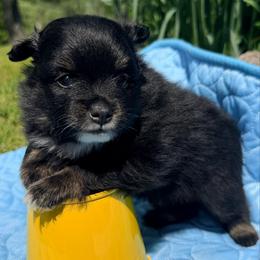 Peeps - Black and tan male Pomeranian puppy in Clarksville, Tennessee from Bee Mine Maltipoos and Pomeranians