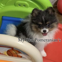 Pomeranian Puppies from My Star Pomeranian’s