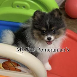 Pomeranian Puppies from My Star Pomeranian’s