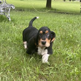 Basset Hounds from Bassetville Hounds