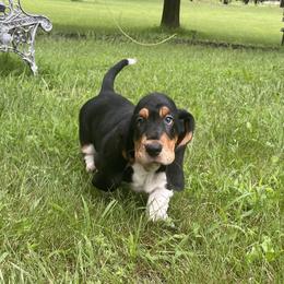 Basset Hounds from Bassetville Hounds
