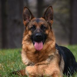 Adele - German Shepherd