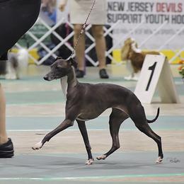 Italian Greyhounds from Raindance Italian Greyhounds