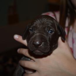Phoenix-Light blue - Liver and white male German Shorthaired Pointer puppy in Riverdale, Michigan from Ninemire Farm