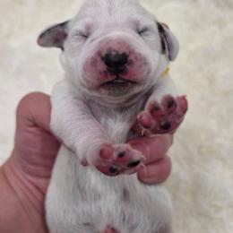 Meadow (Yellow Collar Girl) - White and black female Dalmatian puppy in Centereach, New York from LINY Dalmatians