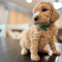 Willow - Cream female Goldendoodle puppy in Macclenny, Florida from Baker County Goldendoodles