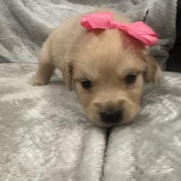 Cupid:Dark pink collar - Golden female Golden Retriever puppy in Monterey, Tennessee from Lawson’s Green Acres Goldens and Mini Dachshunds