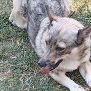 American Corgis, Pembroke Welsh Corgis, and Swedish Vallhunds from Faery Mount Farm