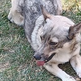 American Corgis, Pembroke Welsh Corgis, and Swedish Vallhunds from Faery Mount Farm