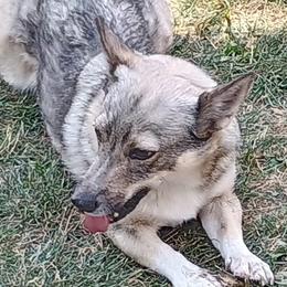 American Corgis, Pembroke Welsh Corgis, and Swedish Vallhunds from Faery Mount Farm
