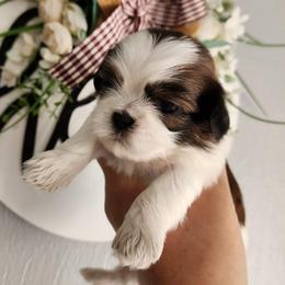 Bingo - Brindle and white female Shih Tzu puppy in Wolcottville, Indiana from Ducky's Doodles