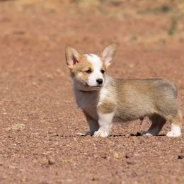 Pembroke Welsh Corgi Puppies from Country Corgis