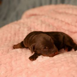 Futalefu - female Golden Mountain Doodle puppy in Murray, Utah from Good Looking Dogs