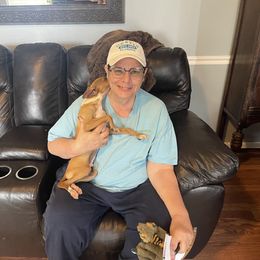 Italian Greyhound Puppies from WAHLTOWAHLIGGYS