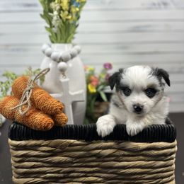 Miniature American Shepherd Puppies from Premiere Minis