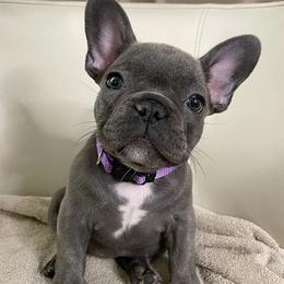 French Bulldogs from Frenchies Fam