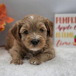 Autumn - Apricot female Goldendoodle puppy in Summerville, South Carolina from Channys Doodles