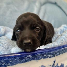 Picasso - Black male Dachshund puppy in Memphis, Tennessee from River City Doxies
