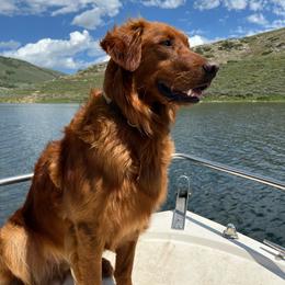 Rip - Golden Retriever