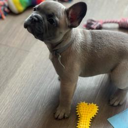 Bear - Fawn male French Bulldog puppy in Antioch, California from Wrinklez N Pawz Frenchies