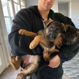 Dogo Argentino and German Shepherd Puppies from Naturphänomen Dogos & Shepherds