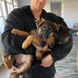Dogo Argentino and German Shepherd Puppies from Naturphänomen Dogos & Shepherds
