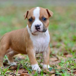 Sriracha - Red female American Staffordshire Terrier puppy in St. Augustine, Florida from LBK & Ancient City