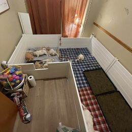 Goldendoodle Puppies from Samara Farms