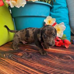 Ruger - Dapple male Dachshund puppy in Florence, Arizona from Doxie Town Az