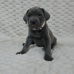 White - Gray female Cane Corso puppy in Fritch, Texas from Carrie Brown's Cane Corsos