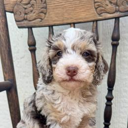 Cherry Cordal (Cherry) - Chocolate merle female Bernedoodle puppy in Hendersonville, North Carolina from Kim's Cove