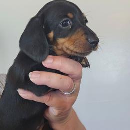 December - Black and tan female Dachshund puppy in El Paso, Texas from Mells Weenies