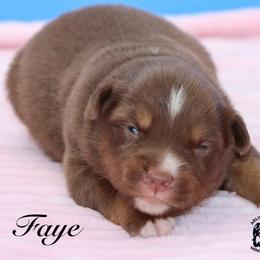 Fawn - Red tri female Miniature Australian Shepherd puppy in Weeki Wachee, Florida from Arlington's Mini Aussies