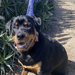 Rottweilers from Barbara De Groodt
