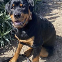 Rottweilers from Barbara De Groodt