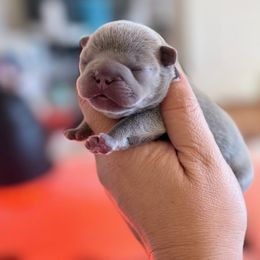 TUG - Blue fawn male French Bulldog puppy in Queen Creek, Arizona from Painted Desert Frenchies