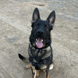 Wyluca von der burg Austerlitz - Sable male German Shepherd puppy in Sand Springs, Oklahoma from Austerlitz German Shepherds