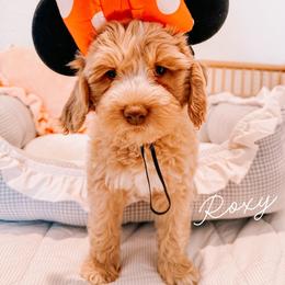 Roxy - Caramel cream female Australian Labradoodle puppy in Valley Springs, California from Blue Denim Doodles