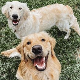 Golden Retrievers from Winters Goldens