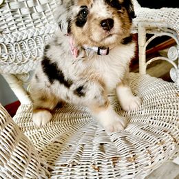 Miniature Australian Shepherd Puppies from JW Ranch