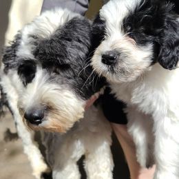 Portuguese Water Dogs from Pleasant Hill Portuguese Water dog